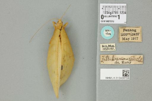 Morsimus quadratus quadratus Rehn, 1909 - 012496788_72372_94454