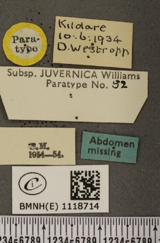 Leptidea sinapis juvernica Williams, 1946 - BMNHE_1118714_label_73915