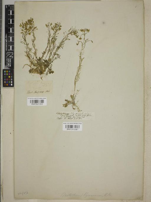 Rorippa pyrenaica Rchb. - BM013413356