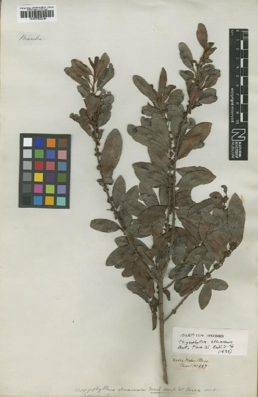 Chrysophyllum marginatum (Hook. & Arn.) Radlk. - BM000952589