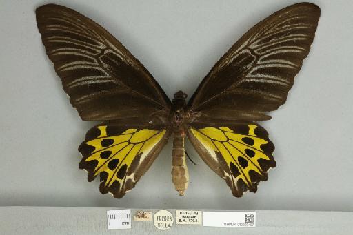 Troides helena cerberus Rothschild, 1895 - 013606467__599291