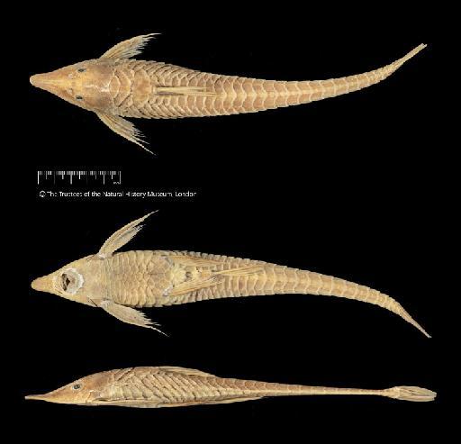 Oxyloricaria robusta Regan, 1904 - BMNH 1895.5.17.90, PARALECTOTYPE, Oxyloricaria robusta