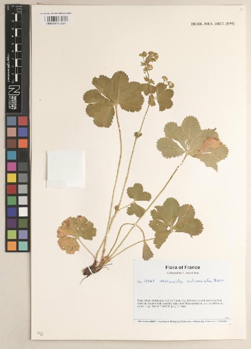 Alchemilla subcrenata Buser - BM014117697