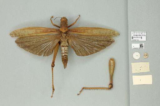 Valanga nigricornis fumosa (Walker, 1870) - 010576855_reverse_1