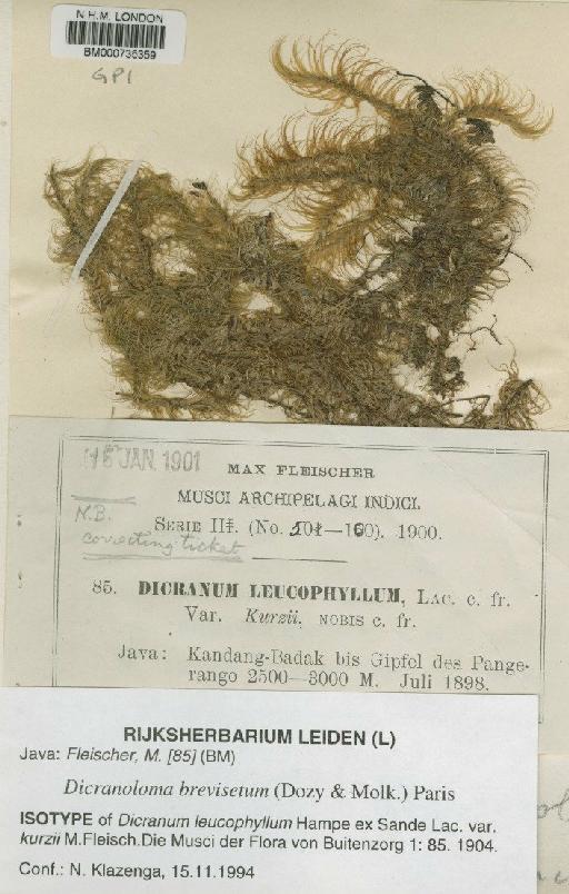 Dicranoloma brevisetum (Dozy & Molk.) Paris - BM000735359