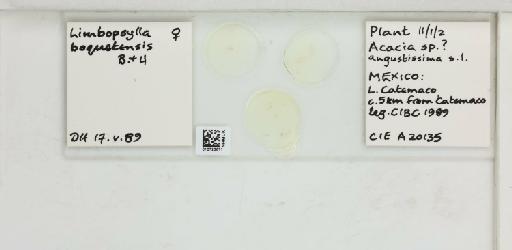 Heteropsylla boqueteensis Brown & Hodkinson, 1992 - 010723671_117194_1146199_157832_NonType