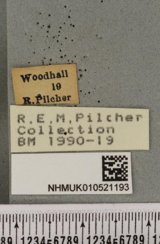 Xylocampa areola (Esper, 1789) - NHMUK_010521193_label_574761