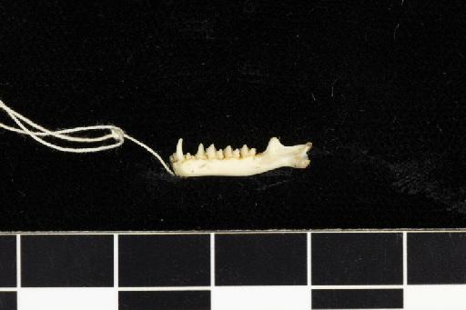 Rhinolophus edax Andersen, 1918 - 1907_4_18_1-Rhinolophus_edax-Holotype-Skull-mandibles-lateral