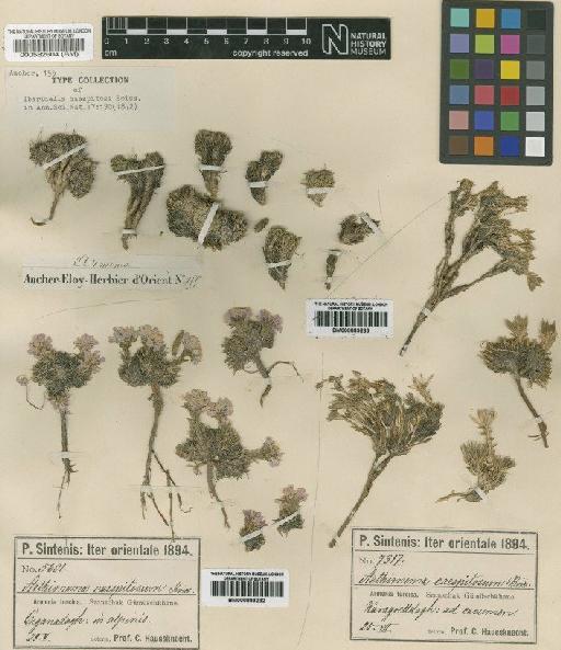 Aethionema caespitosum (Boiss) Boiss - BM000582604