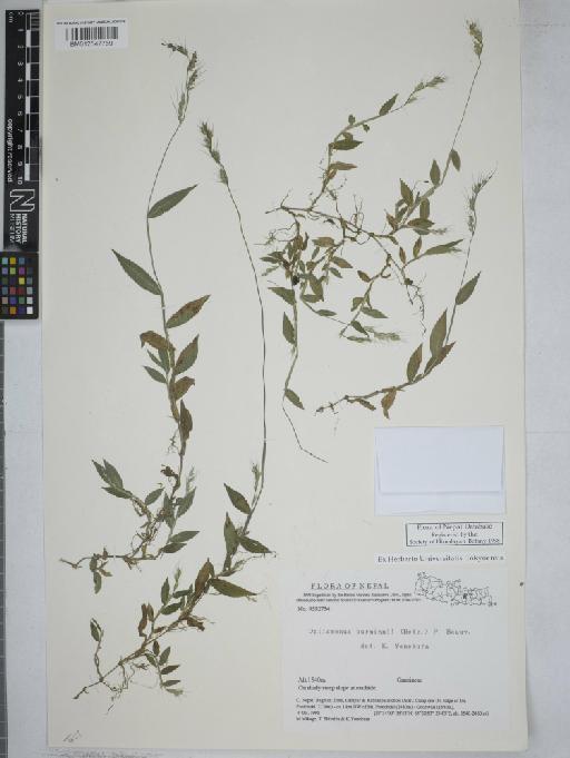 Oplismenus burmanni (Retz.) P.Beauv. - 012547769