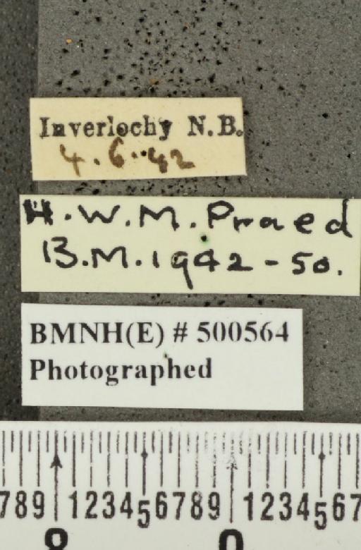 Carterocephalus palaemon (Pallas, 1771) - BMNHE_500564_label_176019