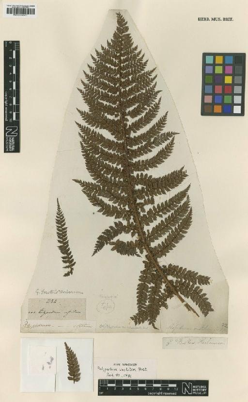 Polystichum vestitum (G.Forst.) C.Presl - BM001048431