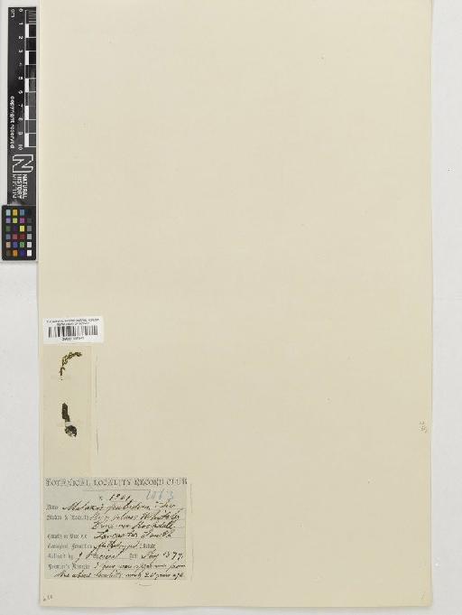 Hammarbya paludosa (L.) Kuntze - BM001117847