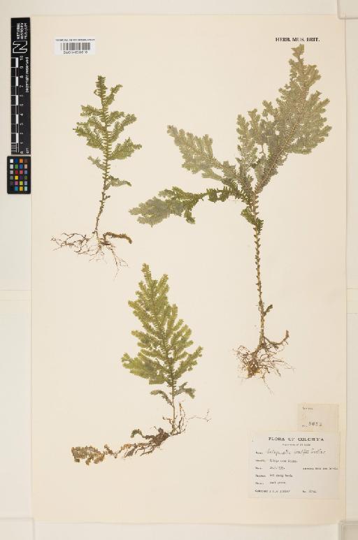 Selaginella wolfii Sodiro - 014638616