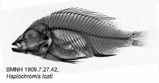 Haplochromis loati Greenwood, 1971 - BMNH 1909.7.27.42, Haplochromis loati, Radiograph