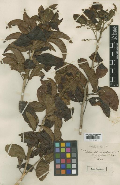 Allophylus laevigatus (Turcz.) Radlk. - BM000838059