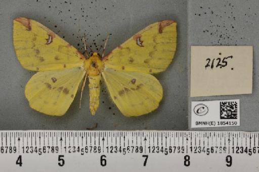 Opisthograptis luteolata (Linnaeus, 1758) - BMNHE_1854150_a_428084