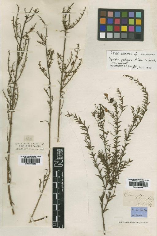 Daviesia pubigera A.Cunn. ex Benth. - BM000838895