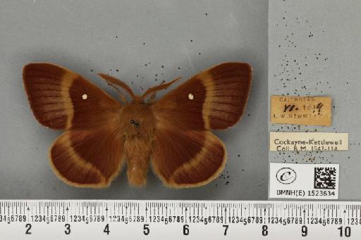 Lasiocampa quercus callunae ab. poveyi Smith, 1954 - BMNHE_1523634_193468