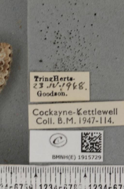 Ectropis crepuscularia (Denis & Schiffermüller, 1775) - BMNHE_1915729_label_482422