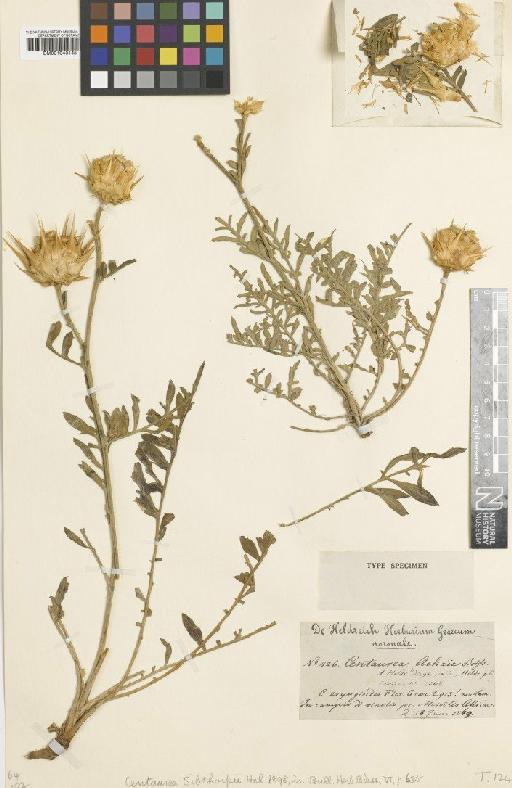 Centaurea sibthorpii Halácsy - BM001043145