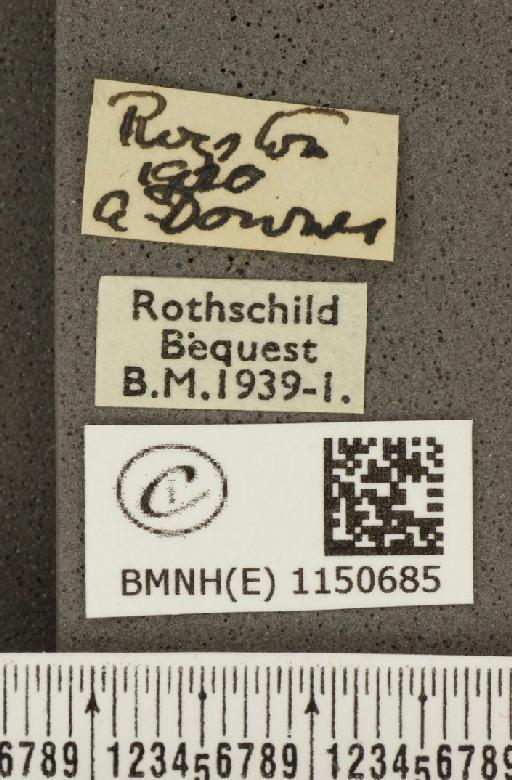 Lysandra coridon ab. postalbomaculae Bright & Leeds, 1938 - BMNHE_1150685_label_102487