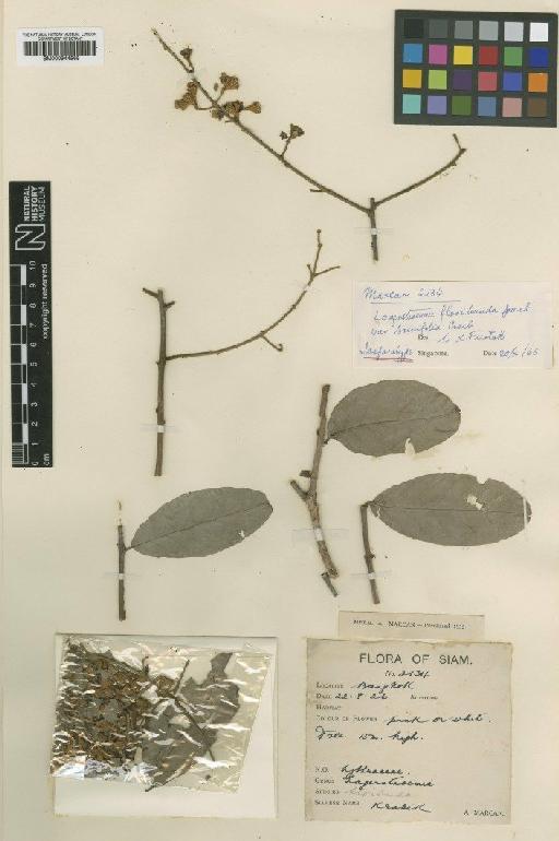 Lagerstroemia floribunda var. brevifolia Craib - BM000944565