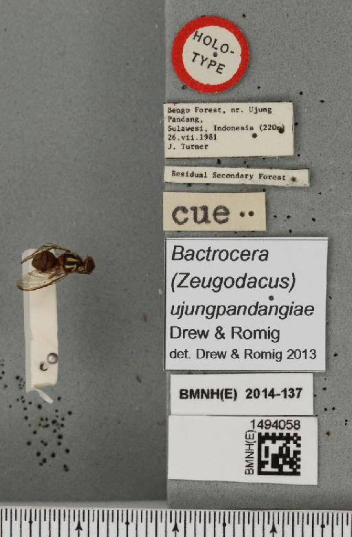 Bactrocera (Capparidacus) ujungpandangiae Drew & Romig, 2013 - BMNHE_1494058_label_44631