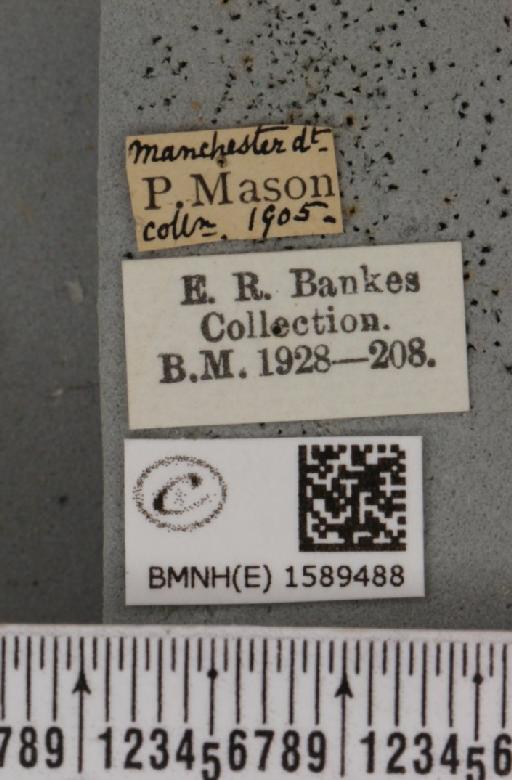Idaea sylvestraria ab. circellata Guenée, 1857 - BMNHE_1589488_label_264098
