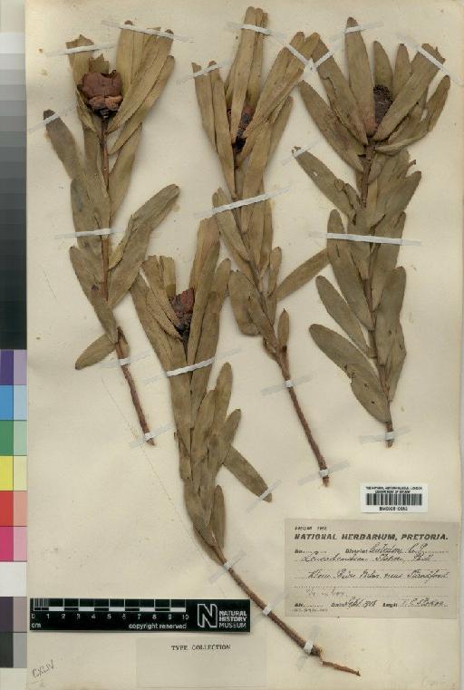 Leucadendron microcephalum (Gand.) Gand. & Schinz - BM000910583