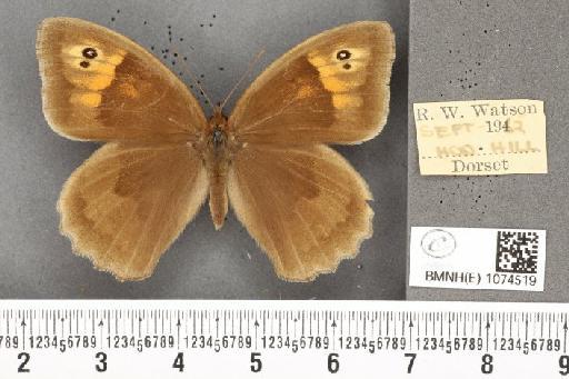 Maniola jurtina insularis ab. bipupillata Leeds, 1950 - BMNHE_1074519_41273