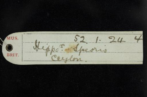 Hipposideros templetonii Kelaart, 1850 - 1852_1_24_4-Hipposideros_templetonii-Syntype-Skull-label