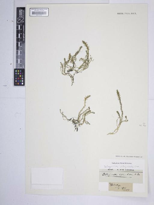 Selaginella selaginoides (L.) P.Beauv. ex Schrank & Mart. - BM001185388