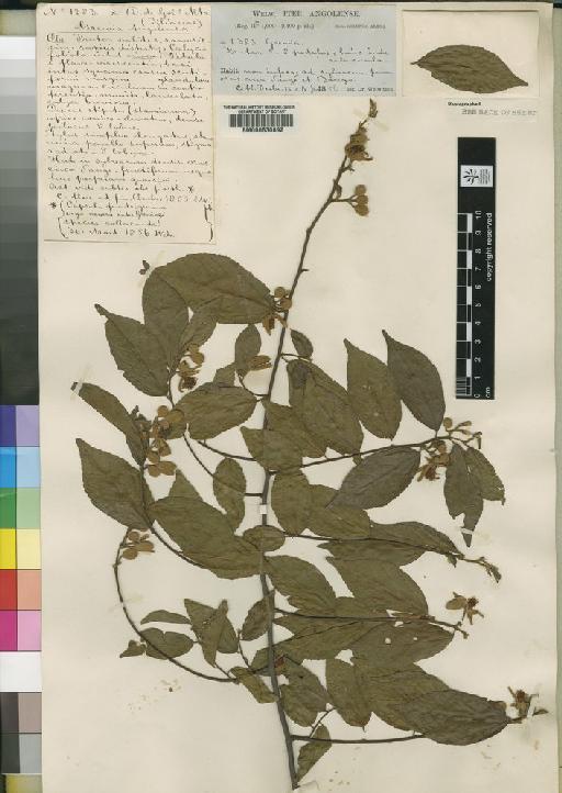 Grewia angolensis - BM000630892