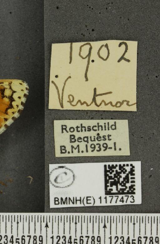 Melitaea cinxia (Linnaeus, 1758) - BMNHE_1177473_label_49387