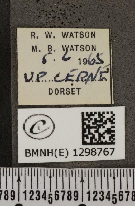 Polyommatus icarus icarus ab. obsoleta Gillmer, 1908 - BMNHE_1298767_label_149319