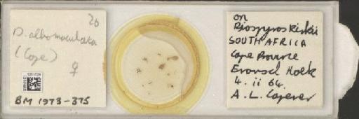 Diaphorina albomaculata Capener, 1970 - BMNHE_1251528_393