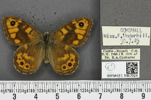 Lasiommata megera ab. mediolugens Fuchs, 1892 - BMNHE_1067024_30075