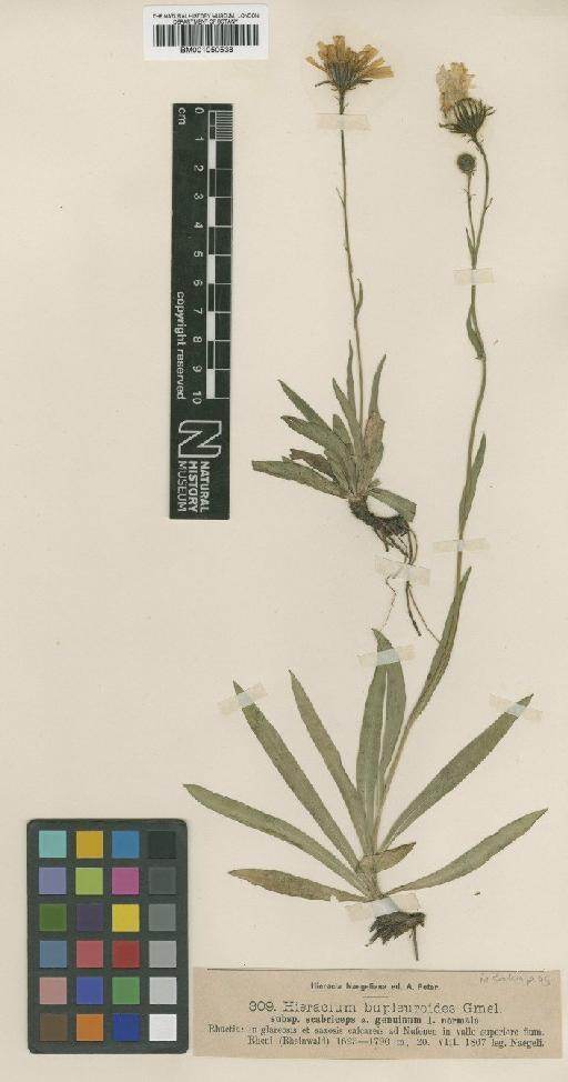 Hieracium bupleuroides subsp. calycinum (Arv.-Touv.) Zahn - BM001050538