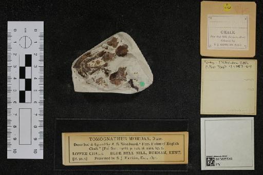 Tomognathus mordax Dixon F., 1850 - 010025519_L010097103_(1)