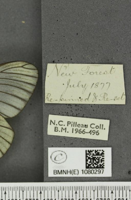 Aporia crataegi (Linnaeus, 1758) - BMNHE_1080297_label_69947