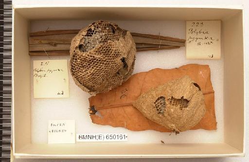 Polybia pygmea - Hymenoptera Nest BMNH(E) 650161