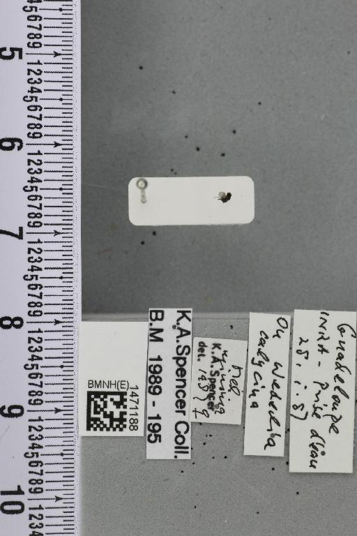 Melanagromyza minima (Malloch, 1913) - BMNHE_1471188_46050