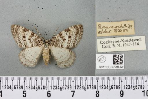 Epirrita autumnata ab. pallida Clark, 1896 - BMNHE_1790652_360886