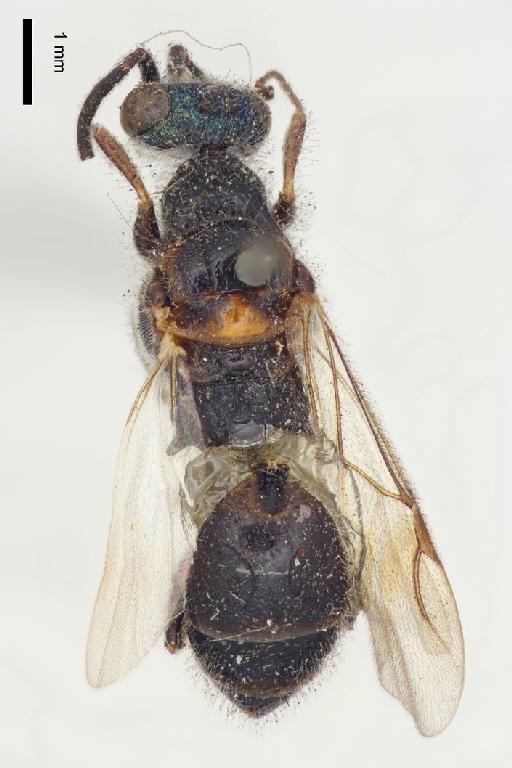 Epyris scutellaris Cameron, P., 1897 - Epyris_scutellaris-BMNH(E)#970937_type-dorsal-1_6X