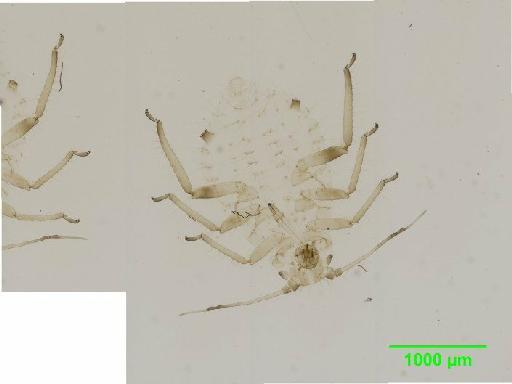 Periphyllus testudinaceus Fernie, 1852 - 010123922__2015_09_15_s6