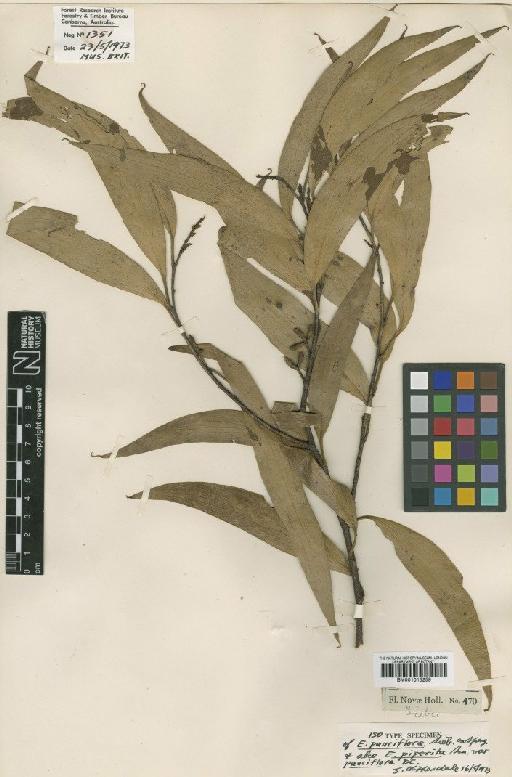 Eucalyptus pauciflora subsp. pauciflora Sieber - BM001015259