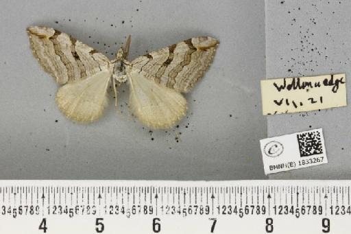 Aplocera plagiata plagiata (Linnaeus, 1758) - BMNHE_1833267_406364