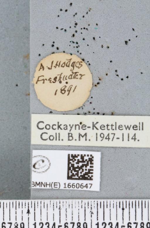 Setina irrorella (Linnaeus, 1758) - BMNHE_1660647_label_290690