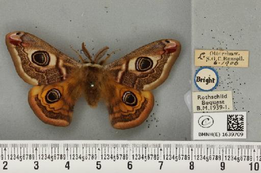 Saturnia pavonia ab. makropis Schultz, 1909 - BMNHE_1639709_203758